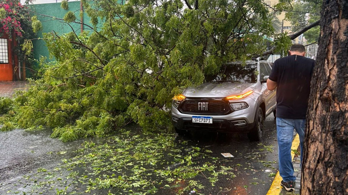 Comerciantes do entorno afirmaram que não houve feridos, apenas danos materiais, apenas danos materiais a um carro que foi atingido pela árvore