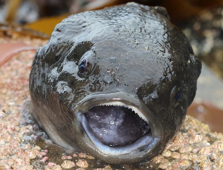 <p>O peixe-lapa-liso (Aptocyclus ventricosus), como é conhecido, pode chegar a 40 centímetros de comprimento e pesar até 2 quilos.</p>
