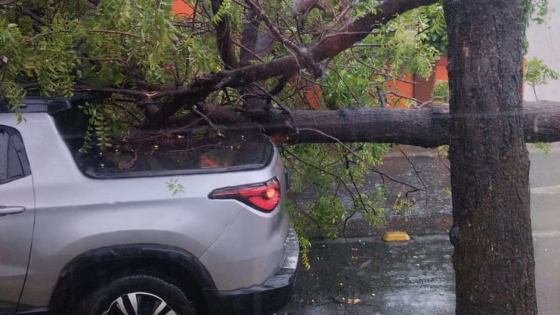 Comerciantes do entorno afirmaram que n&atilde;o houve feridos, apenas danos materiais, apenas danos materiais a um carro que foi atingido pela &aacute;rvore 
