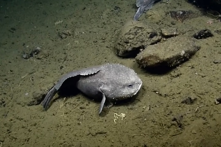 <p>Peixe-bolha (Psychrolutes marcidus): Conhecido por sua aparência gelatinosa e “derretida”, adaptada à alta pressão das profundezas. Vive em profundidades de até 1.200 metros no Oceano Pacífico.</p>
