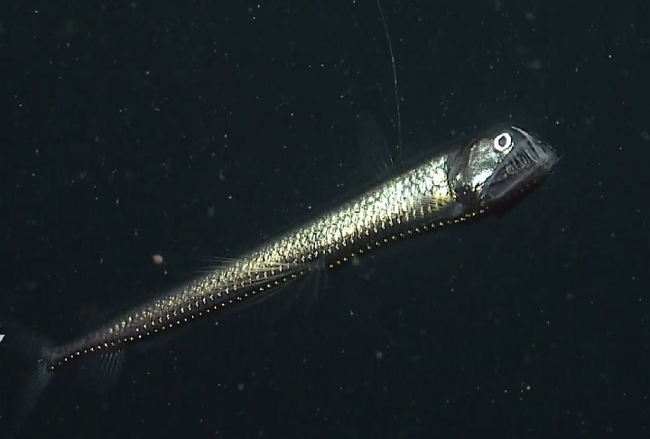 <p>Peixe-víbora (Chauliodus sloani): Conhecido por seus dentes extremamente longos e afiados. Vive entre 500 e 2.500 metros de profundidade. Pode engolir presas maiores do que o próprio corpo.</p>
