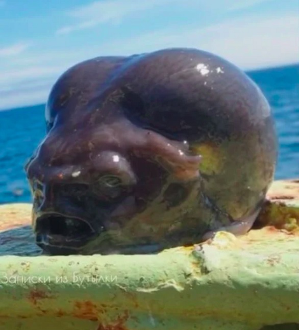 <p>Um pescador ficou surpreso com a aparência esquisita de um peixe que ele capturou no mar da Rússia.</p>
