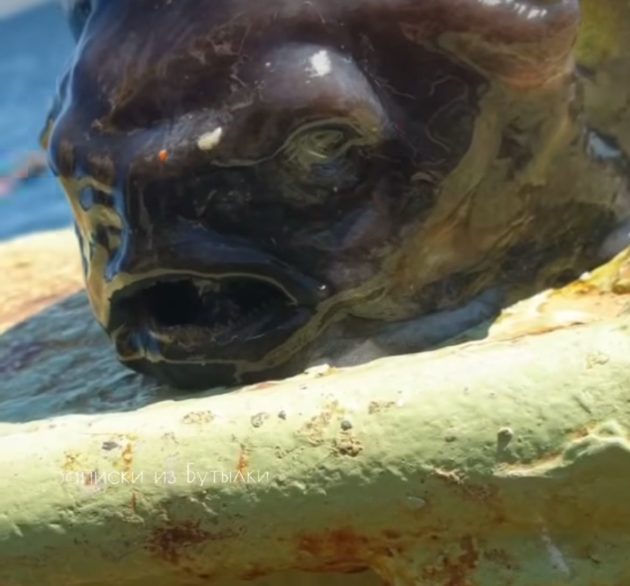 <p>O pescador Roman Fedortsov compartilhou um vídeo do peixe, que tem um corpo parecido com um cérebro, olhos pequenos e boca aberta.</p><?php if (strpos(site('ds_site_link'), '/apostas') === false): ?>
    </div>

    <div class=