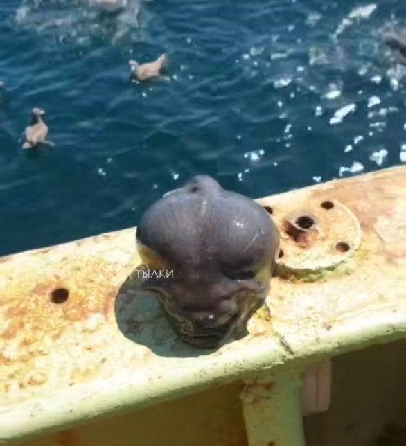 <p>No vídeo, ele aparece inchado porque ativou um mecanismo de defesa ao ser trazido para a superfície, onde a pressão é muito menor.</p><?php if (strpos(site('ds_site_link'), '/apostas') === false): ?>

    </div>

    <div class=