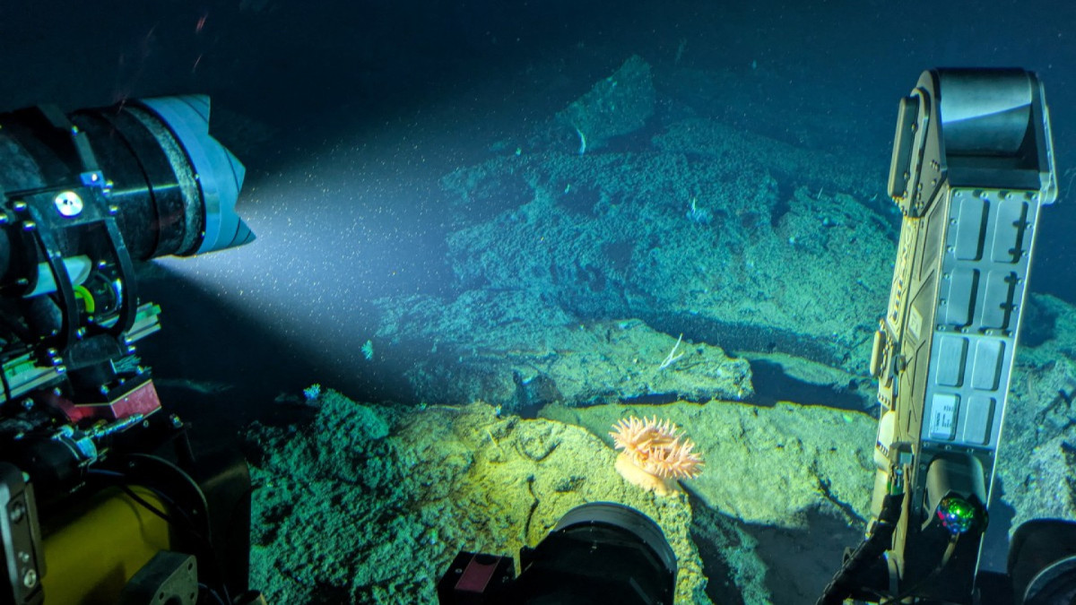 Anêmona a 900 metros de profundidade sendo filmada pelo submersível Nadir da OceanX, perto da ilha de Sulawesi, na Indonésia