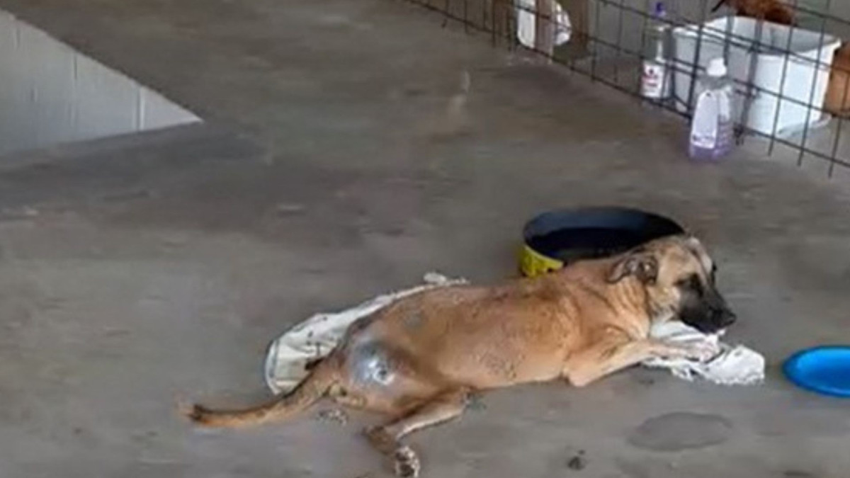 Denúncia de maus-tratos contra cachorros será apurada em Jaguaretama, a partir de procedimento administrativo instaurado pelo Ministério Público do Estado do Ceará (MPCE) nessa quarta-feira, 28 
