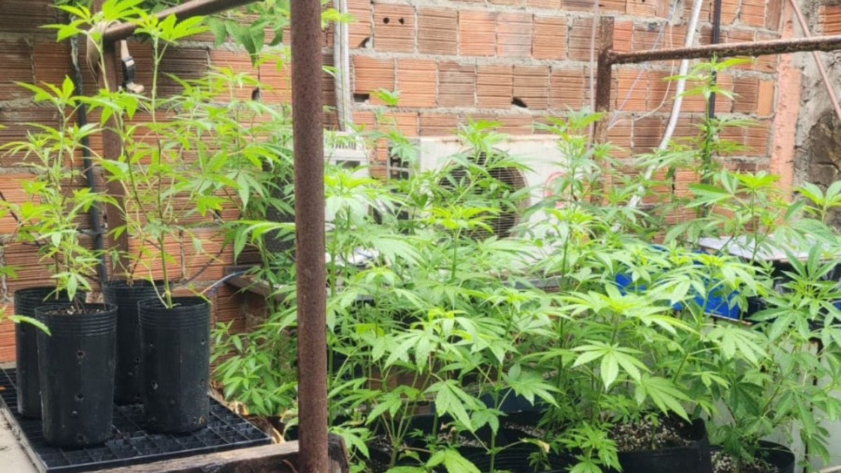 48 mudas de maconha e 179 gramas da droga foram apreendidas na manhã desta quinta-feira, 29