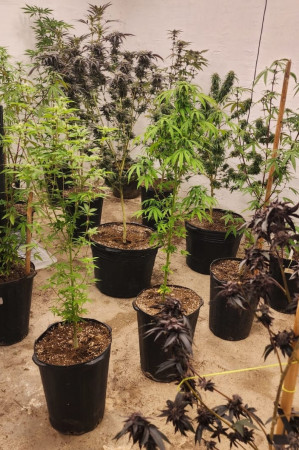 Outros objetos apreendidos incluem adubo, balan&ccedil;a de precis&atilde;o e material para adulterar e embalar o entorpecente