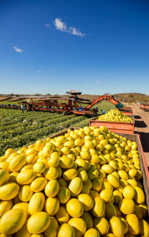 Carregamento de mel&atilde;o da cearense Itaueira