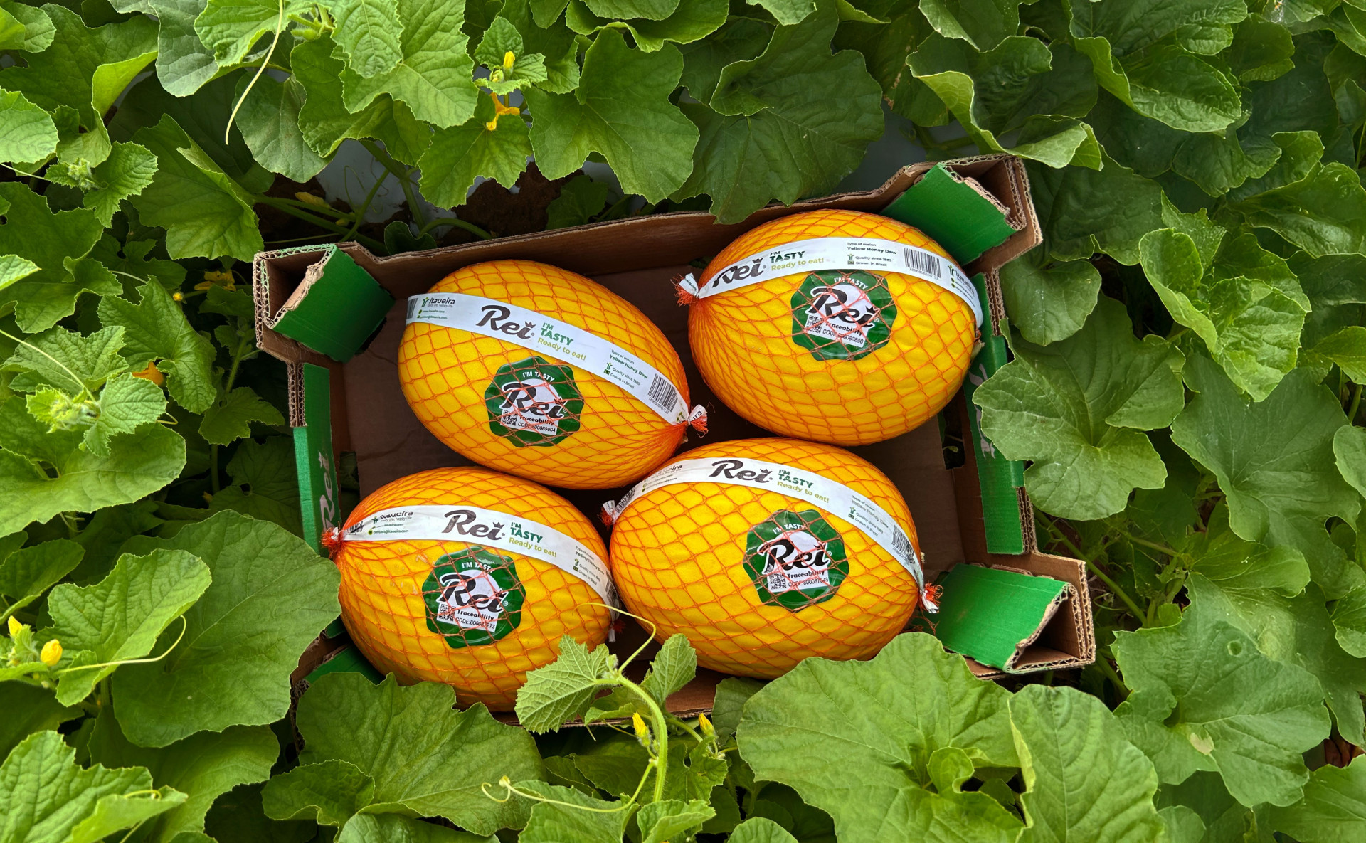 Melão Rei é vendido para o mercado interno e exportação pela Itaueira (Foto: Andressa Costa Moreira/Itaueira Agropecuária/Divulgação)