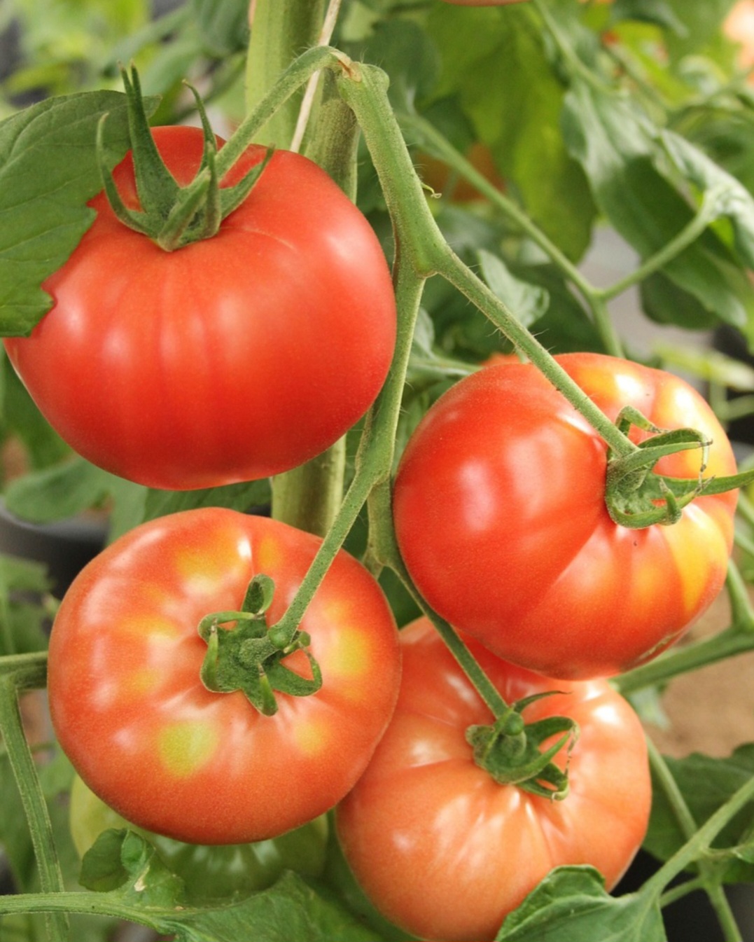 A palavra “tomate” tem origem na língua nahuatl, falada pelos astecas, que o chamavam de “tomatl”. Da sua família (Solanáceas), fazem também parte as berinjelas, as pimentas e os pimentões.
