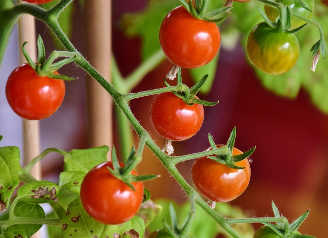 Dessa forma, a culinária italiana revolucionou o uso do tomate (do tomateiro), transformando-o em um ingrediente fundamental em molhos, massas, pizzas e diversas outras preparações.
