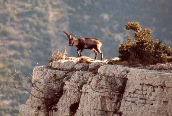 O objetivo era ousado: reviver uma espécie desaparecida utilizando técnicas avançadas de clonagem. 
