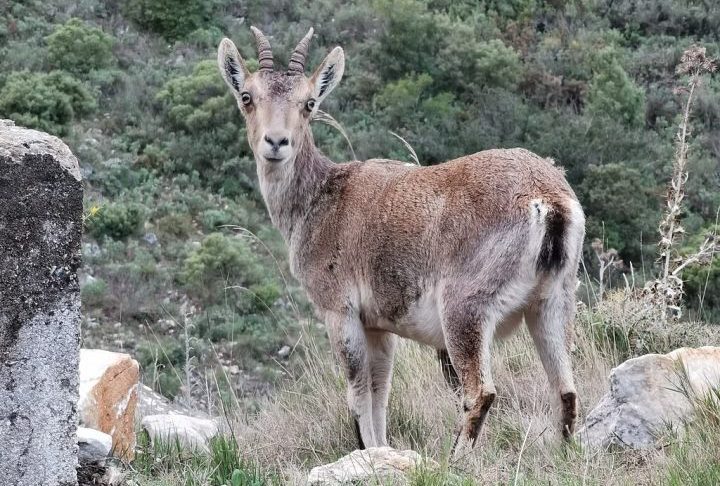 O último bucardo conhecido, uma fêmea chamada Celia, morreu em 6 de janeiro de 2000, quando uma árvore caiu sobre ela no Parque Nacional de Ordesa y Monte Perdido, na Espanha.
