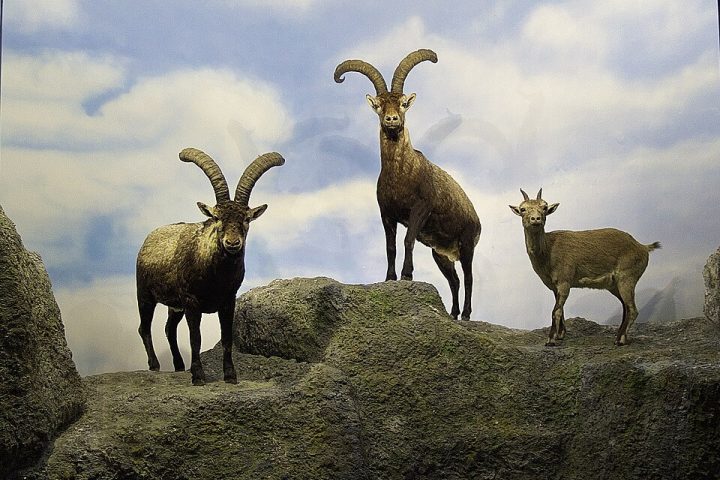 “O DNA nuclear confirmou que o clone era geneticamente idêntico às células doadoras do bucardo”, relatou um estudo publicado no ScienceDirect.
