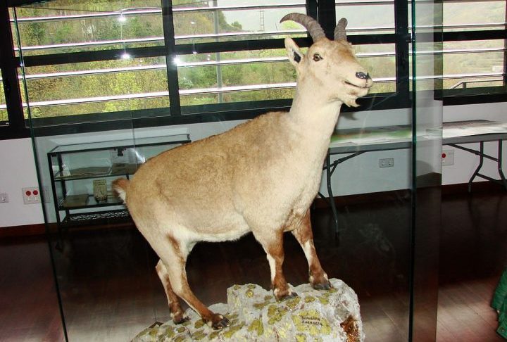 <p>Você sabia que existe um animal que já foi “extinto” duas vezes na história? Conheça o bucardo (ou íbex-dos-Pireneus).</p>
