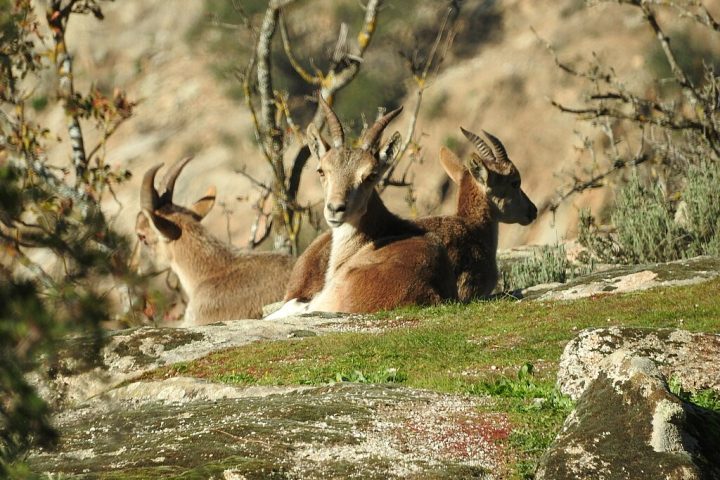 O bucardo foi uma subespécie de cabra-selvagem que habitava as montanhas dos Pireneus, entre a França e a Espanha.
