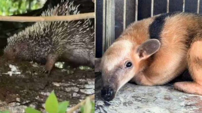 Um porco-espinho (à esquerda) e um tamanduá-mirim (à direita) foram resgatados em duas ocorrências diferentes, nos municípios de Guaramiranga e Itapiúna, respectivamente, nesse domingo, 1º 