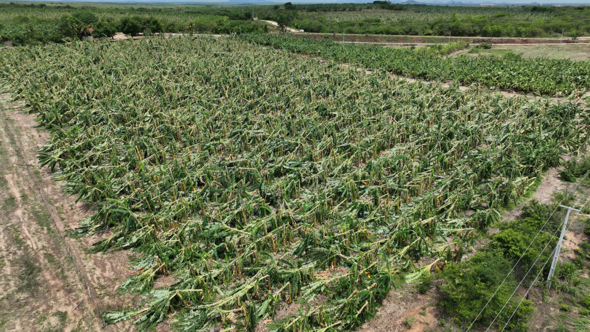 Planta&ccedil;&otilde;es foram derrubadas por ventos fortes em Varjota