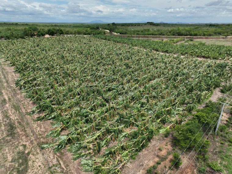 Planta&ccedil;&otilde;es foram derrubadas por ventos fortes em Varjota