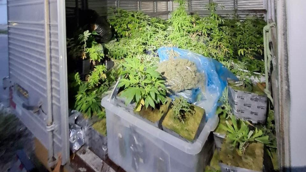 Ao todo, foram encontrados aproximadamente 330 pés de cannabis em uma pousada em Caucaia