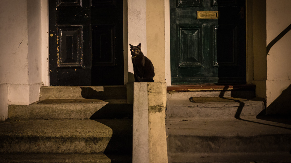O gato preto é associado à sexta-feira 13 por causa do passado. Durante a Idade Média, acreditava-se que os felinos de pelos pretos seriam bruxas transformadas em animais.
