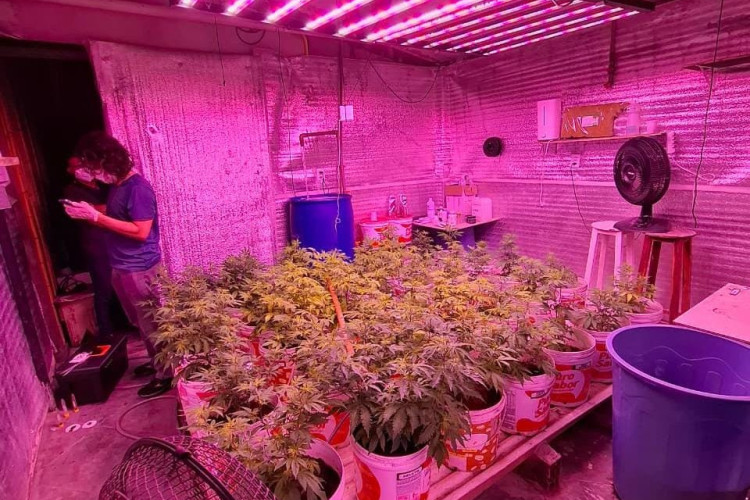 Uma pousada era usada como fachada para ocultar, em seus c&ocirc;modos, a exist&ecirc;ncia de um laborat&oacute;rio clandestino e estufas voltadas &agrave; produ&ccedil;&atilde;o de diversas variedades de cannabis