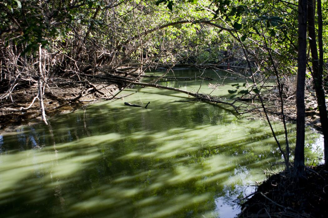 Áreas verdes
Na foto: Reserva Ecológica da Sapiranga, detalhe dos mangues
Foto:Fabio Lima, em 16/12/2011 *** Local Caption *** Publicada em 26/02/2012 - CS 05 (Foto: FÁBIO LIMA)