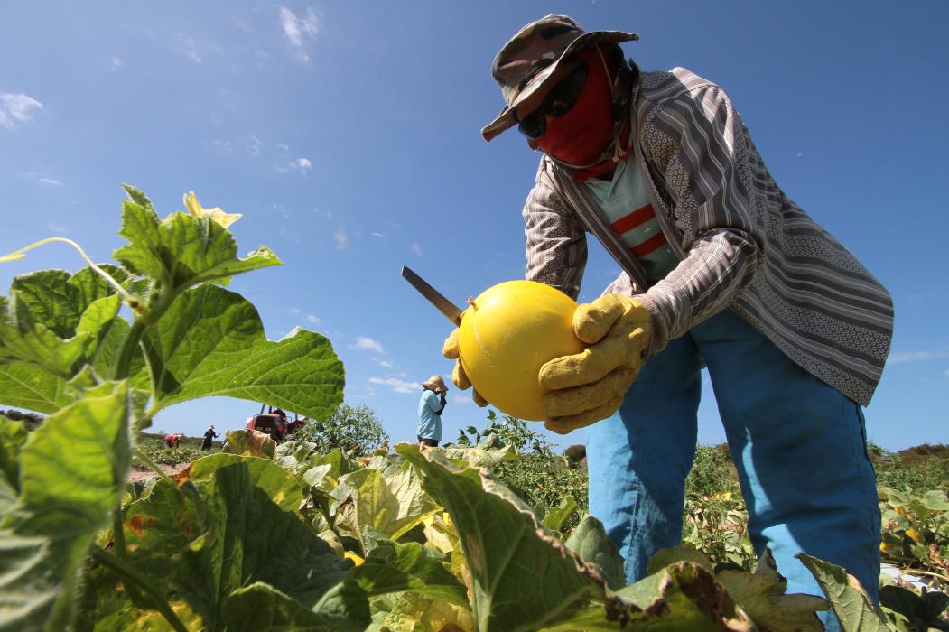 Produção de fruticultura em perímetros irrigados(Foto: EDIMAR SOARES, EM 16/05/2015)