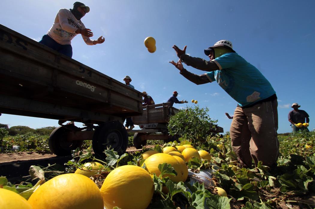 A produção de melão no Brasil é mais predominante no Ceará e no Rio Grande do Norte, que dominam mais de 90% do mercado nacional. (Foto: Edimar Soares, em 16/05/2012) (Foto: EDIMAR SOARES)
