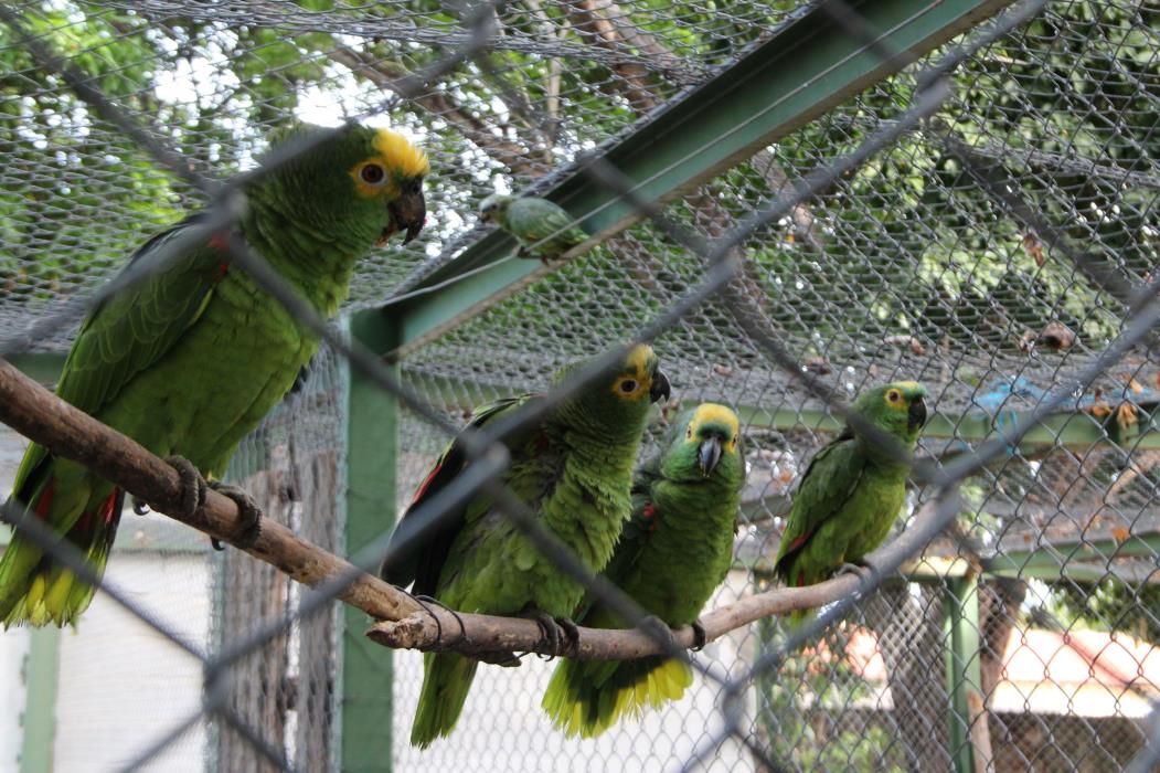 FORTALEZA, CE, BRASIL, 10-02-2015: Papagaio no Centro de Reabilitação do  (Instituto Brasileiro de Meio Ambiente e dos Recursos Naturais Renováveis (IBAMA) no Centros de Triagem de Animais Silvestres (CETAS), localizado no bairro Guajiru. Tráfigo de animais silvestres (papagaios). (Foto: Diego Camelo/O POVO)(Foto: Diego Camelo DIEGO CAMELO)