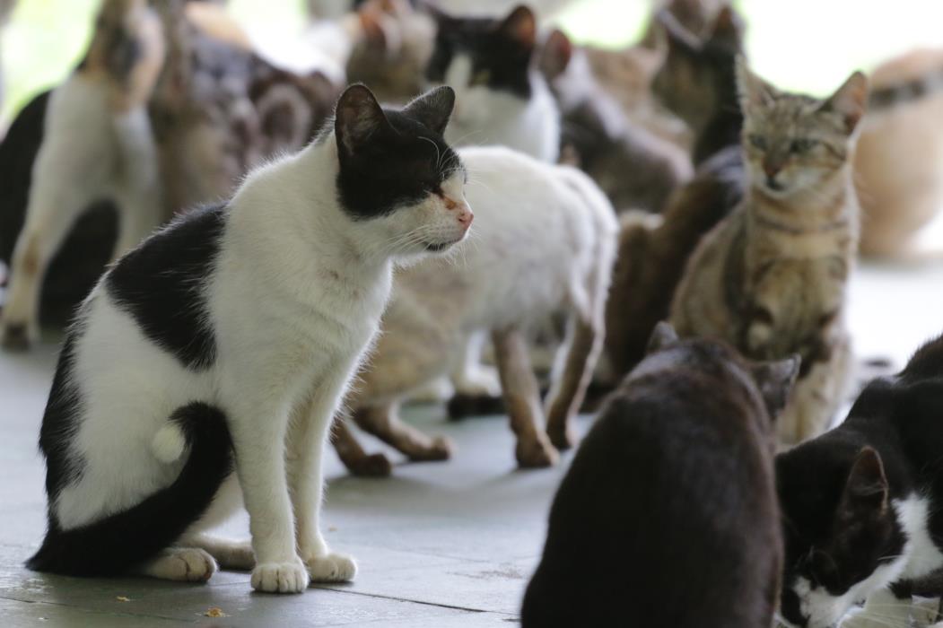 Os maus-tratos de cães e gatos tem maior apelo popular; especialista pondera que a distância de outros animais dos meios urbanos, como frangos e porcos, torna a relação de cuidado mais difícil.