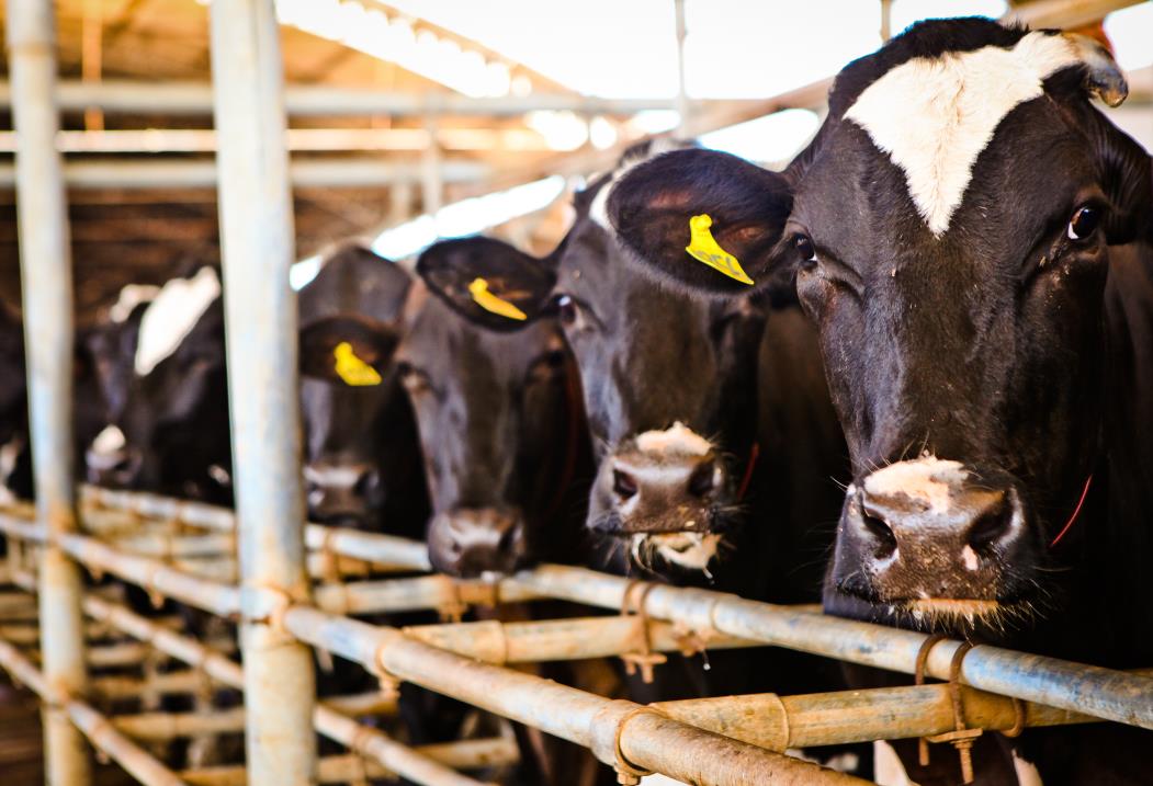 Criação de gado para abate e produção de leite foram duas atividades que contaram com crédito do BNB e ampliaram a produção em 2021 (Foto: ETHI ARCANJO)