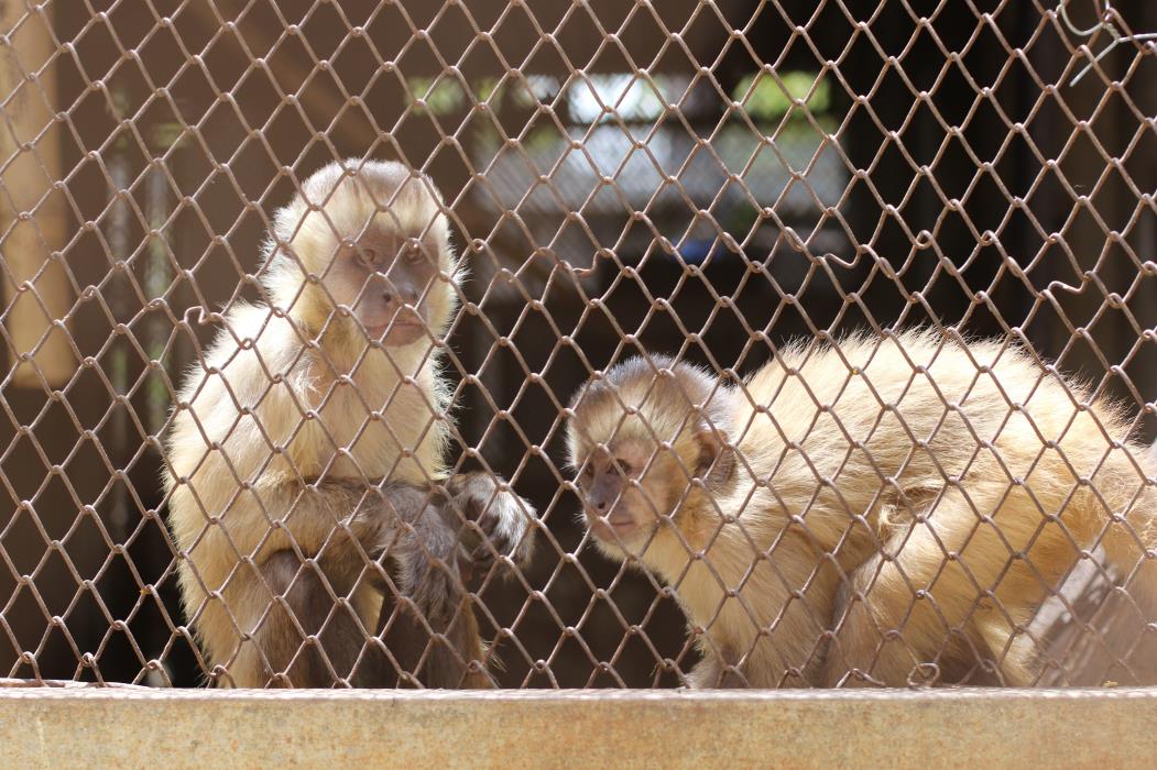 FORTALEZA, CE, BRASIL, 31-10-2017: Espécie macaco-prego no CETAS - Centro de Triagem de Animais Silvestres. (Foto: Fábio Lima/O POVO)