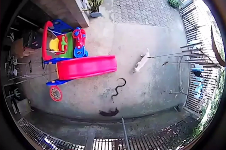 Nas imagens é possível ver a luta de pouco mais de dois minutos, mas não a menina, que estava ...