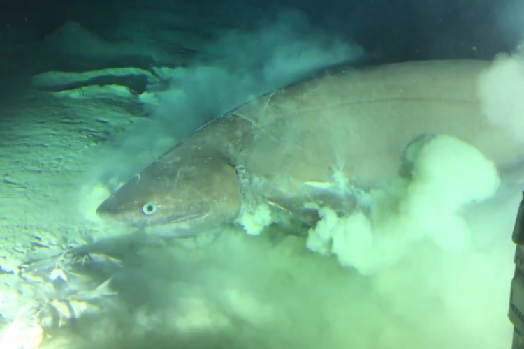 A espécie Hexanchus griuseus é considerada anterior, por exemplo, aos pterodátilos e ao   Tira...