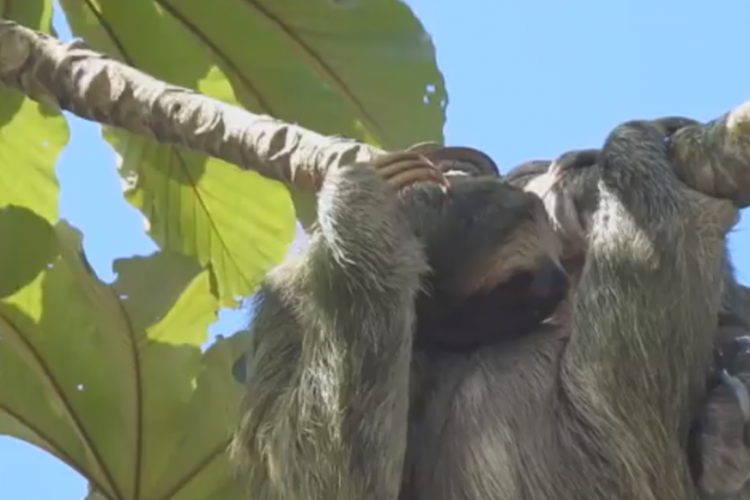 Vídeo impressionante mostra preguiça dando à luz nas alturas