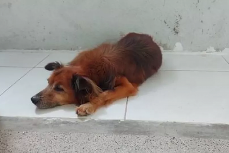 A lealdade do cachorro comoveu funcionários do hospital, que forneceram água e ração