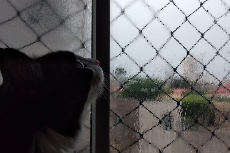 Gato Franky observa chuva desta sexta pela janela