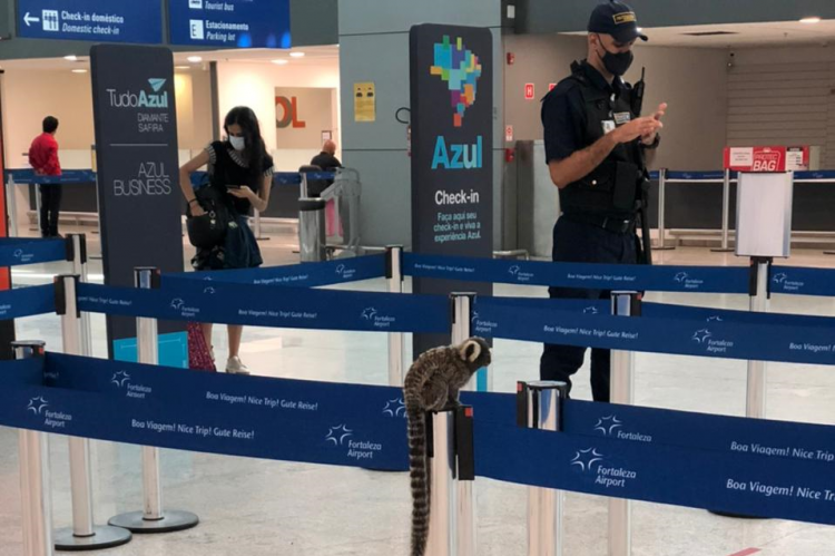 Soim foi visto na &aacute;rea onde &eacute; realizada o registro de entrada