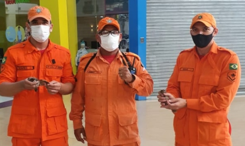 As aves foram soltas em área de preservação ambiental na rodovia CE 178