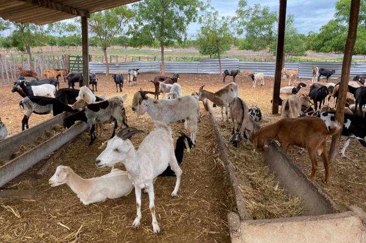 Após os sete dias, os animais que não foram retirados por tutores são encaminhados à fazenda do órgão