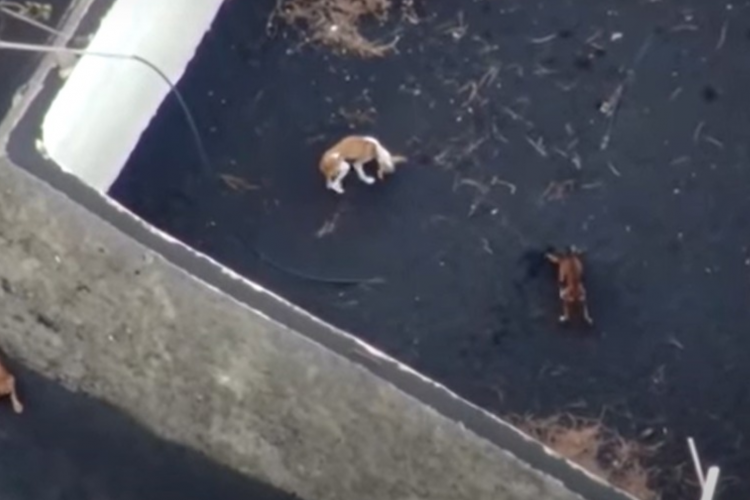 Nas imagens capturadas pelos drones, é possível ver alguns cães que aparecem em um pátio murado, coberto de cinzas. 