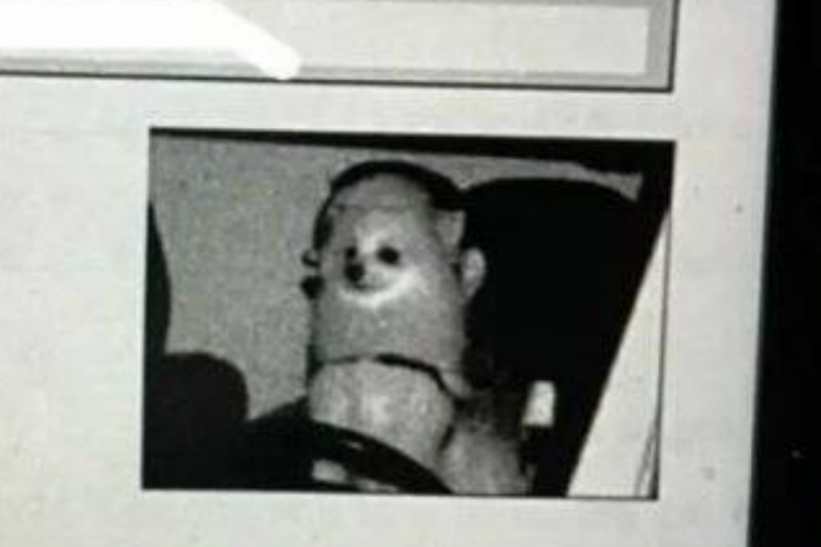 O cão foi fotografado sentado no colo do condutor do veículo 