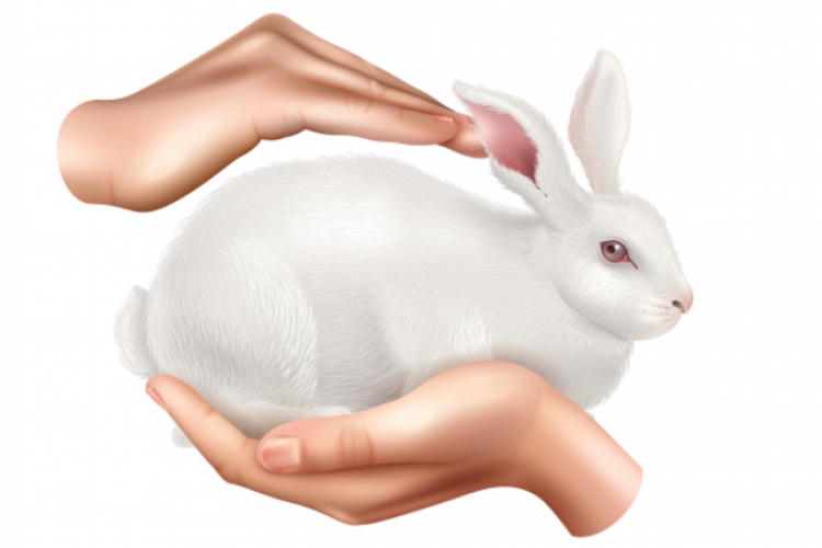 Cruelty-free: produtos se tornam cada vez mais comuns nas prateleiras; saiba como identificar um alimento livre de crueldade animal