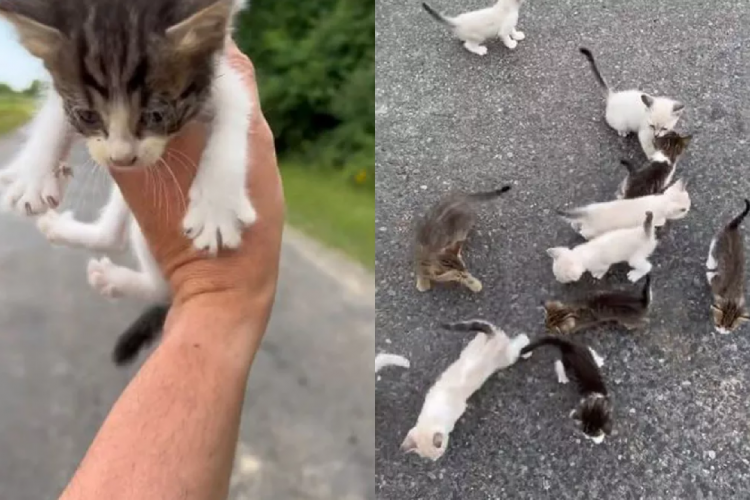 Todos os gatinhos foram adotados pelo homem