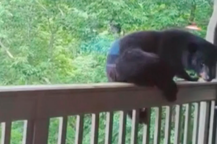  Debbie Tomlinson, é ex-professora, e gravou o momento que um urso estava na varanda de sua casa

