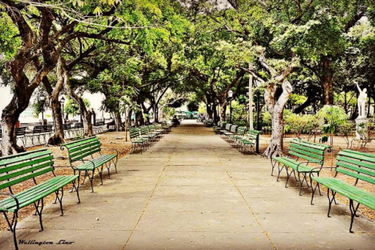 Dia da Árvore é comemorado nesta quarta-feira