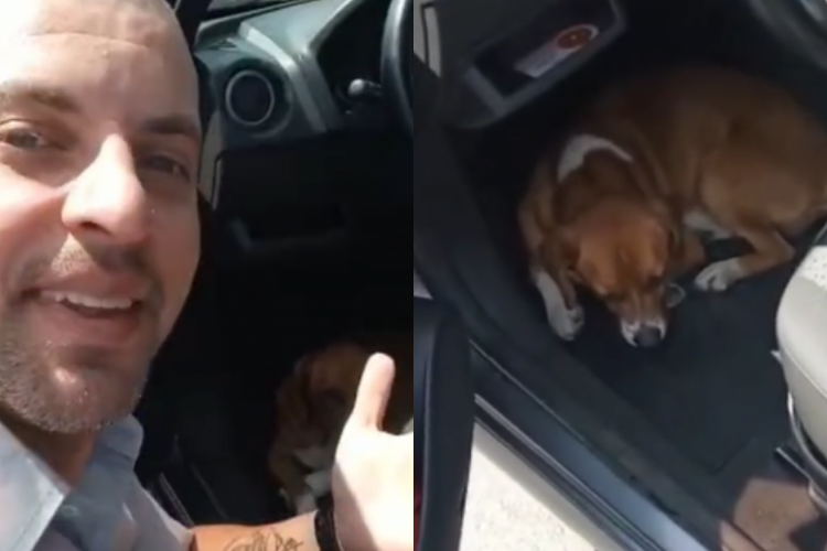 Após o episódio, ele voltou até a empresa e pediu para que sua esposa levasse o cachorrinho para casa