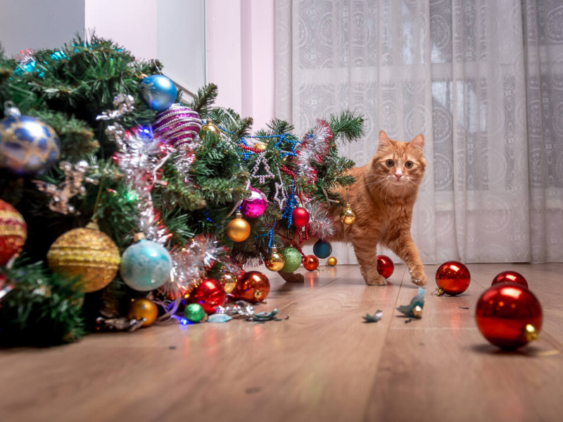 Inimigos do Natal? Como manter seu gato longe da árvore de natal